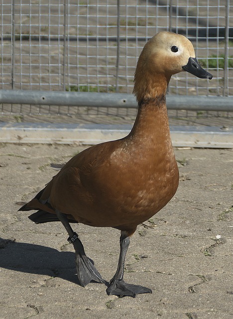 这也为其后