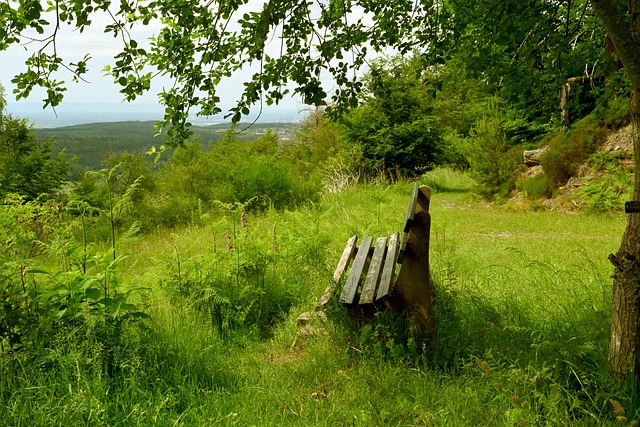 前锋克里斯 前锋克里斯